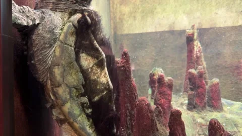Large Snapping Turtle baiting in captivity, Shedd Aquarium, Chicago Stock Footage 242993117