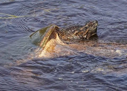 Large snapping turtle coming out of the water, Created with a mirrorless camera. Stock Photos