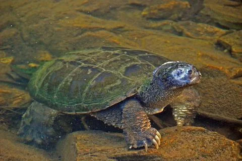 Large Snapping Turtle Emerging from the Water 스톡 사진