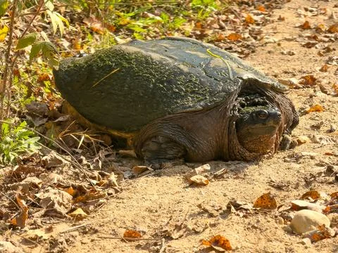A large snapping turtle in the forest Stock Photos
