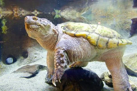Large Snapping Turtle with Powerful Jaw. Detailed view of a snapping turtle in Stock Photos