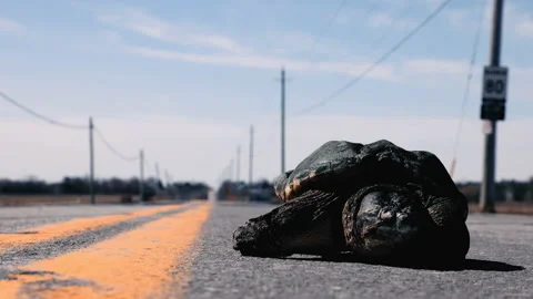 Large snapping turtle on a road Stock Footage 168258269