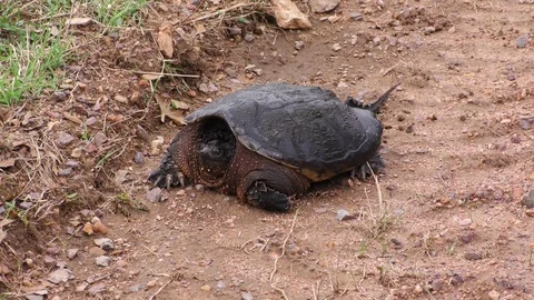 Large Snapping Turtle On the Shore Video stock 75655471