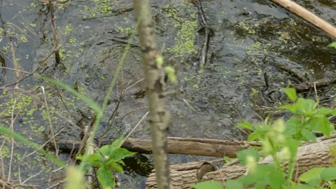 Large snapping turtle tumbles down logs and enters dark waters of a lake Video stock 142607348
