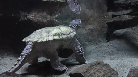 Large Snapping Turtle Underwater Close-Up. Ancient reptiles of North America Video stock 320084345