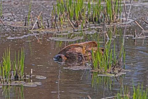 Large Snapping Turtle Wallowing in the Mud Photos
