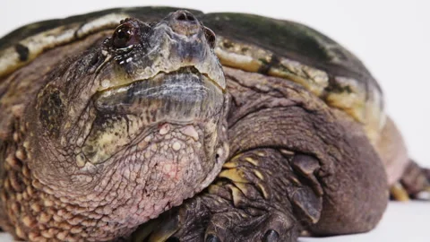 Large snapping turtle on a white background Stock Footage 256725741