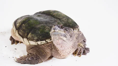 Large snapping turtle on a white backgro... | Stock Video | Pond5