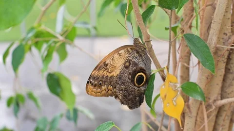 A large snapshot of a butterfly Video stock 117667498