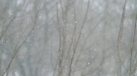 Large snow against branches falls. Stock Footage 22349541