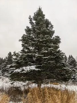 Large Snow Covered Evergreen Tree in Winter Field with Tall Grass Stock-Fotos