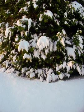 A Large Snow Covered Tree in Winter Stock Photos