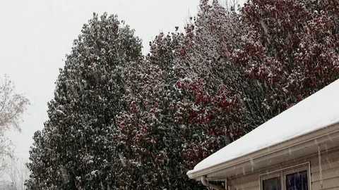 Large Snow Flake Snowfall Trees and Rooftop Stock Footage 98388372