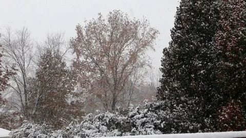 Large Snow Flake Snowfall Trees and Shrubs Stock Footage