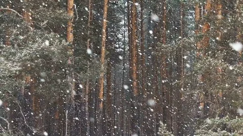 Large snow flakes are falling in the forest, a beautiful winter Stock Footage 84690170