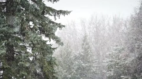 Large snow flakes falling with evergreen tree in the foreground Stock Footage 336525408