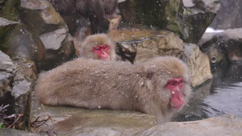 Large Snow Monkey and Younger Monkey at Jigokudani Resting on Rock in Heavy Snow Stock Footage 313063758