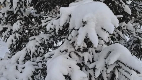 Large snowdrifts on the branches of a spruce tree in a snow-covered park. Stock Footage 323165556