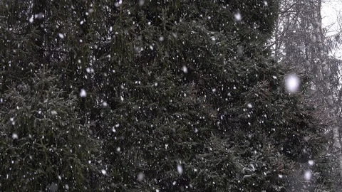 Large snowflakes are falling on the background of dark conifers Stock-Footage 104482763