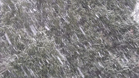 Large snowflakes are falling on the background of dark conifers Video stock 104482808