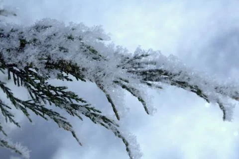Large snowflakes on the branches of a juniper Stock Photos