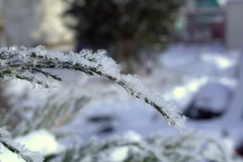 Large snowflakes on the branches of a juniper Stock Photos