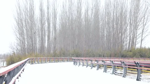 Large snowflakes drift slowly down in winter. Stock-Footage 347340771