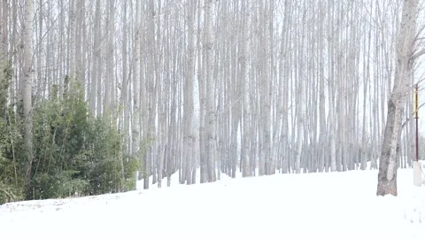 Large snowflakes drift slowly down in winter. 스톡 동영상 347340820
