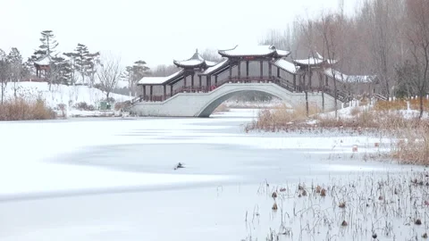 Large snowflakes drift slowly down in winter. Stock Footage 347341719