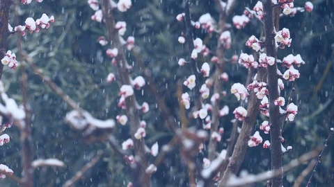 Large Snowflakes Falling During A Winter Storm over a flowery branch of a tree Stock Footage 86090091