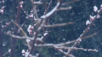 Large Snowflakes Falling During A Winter Storm over a flowery branch of a tree Stock Footage 86090226