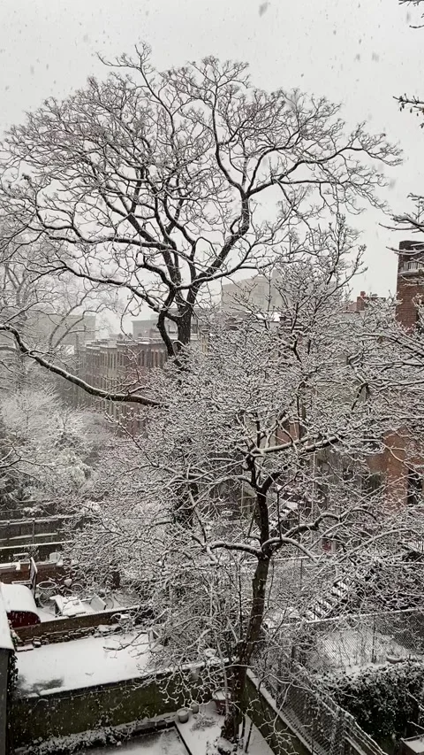Large snowflakes falling over snow-covered trees in New York City backyards Stock Footage 221369537