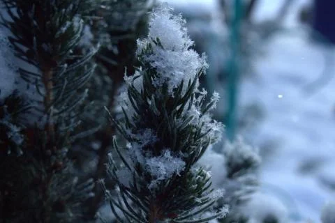 Large snowflakes on pine branches Stock Photos