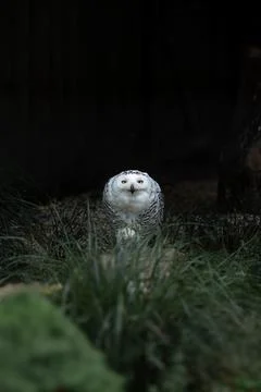 Large snowy owl Stock Photos