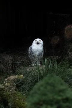 Large snowy owl Stock Photos