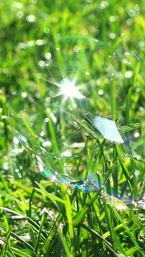 Large soap bubble on grass reflecting sunlight Stock Footage 318068032