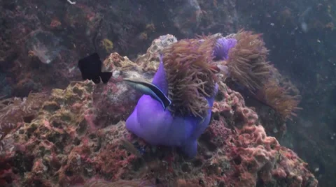 Large soft coral on rock Stock Footage 33111118