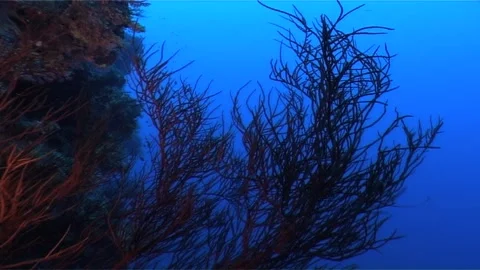 Large Soft Corals On Reef Wall Of Red Sea Waters Stock Footage 300409536