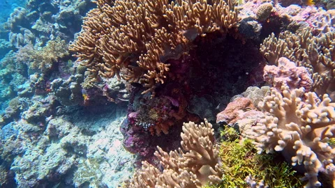 Large soft corals thrive on a healthy coral reef in Indonesia. 動画素材 302277905