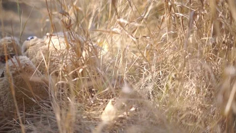 A large soft toy teddy bear lies in the grass Stock Footage 94710949