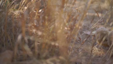 A large soft toy teddy bear lies in the grass Stock Footage 94711170