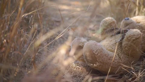 A large soft toy teddy bear lies in the grass Stock Footage 94711718