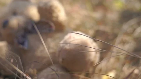 A large soft toy teddy bear lies in the grass Stock Footage 94714393