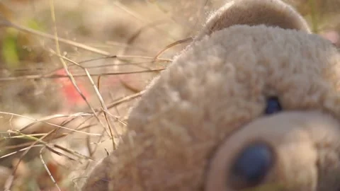 A large soft toy teddy bear lies in the grass Stock Footage 94714402
