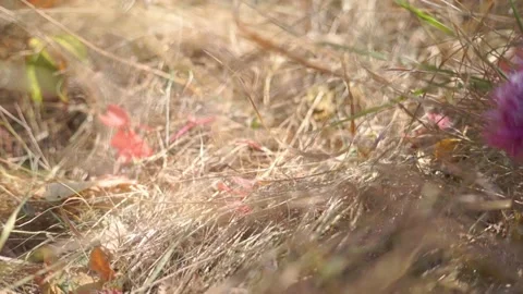 A large soft toy teddy bear lies in the grass Stock Footage 94715438