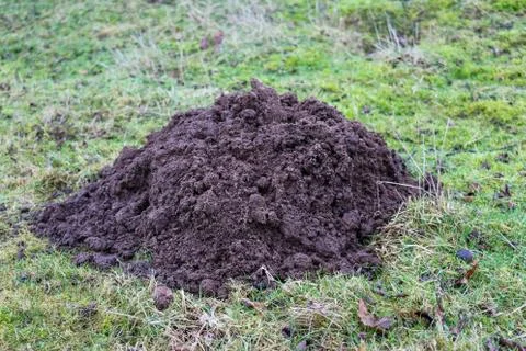 Large soil mole hill Stock Photos
