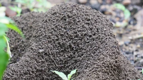 A large soil mound made by black ants Stock Footage 314573025