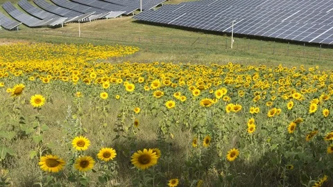 Large solar electricity panel installation in the middle of the countryside. 4K Stock Footage 80812354