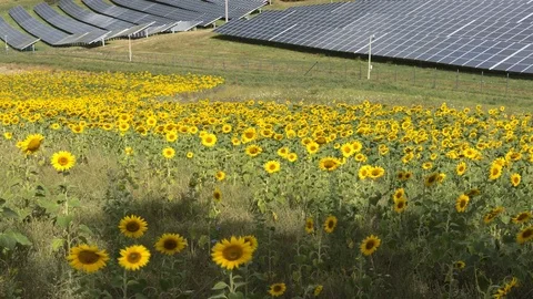 Large solar electricity panel installation in the middle of the countryside. 4K Stock Footage 80818054