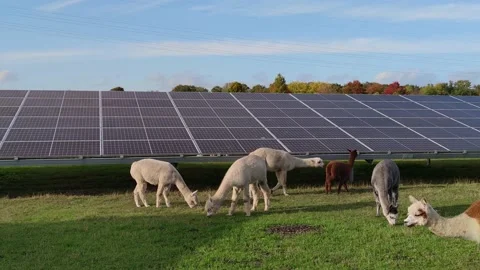 Large solar panel park in The Netherlands with animals 動画素材 219381381